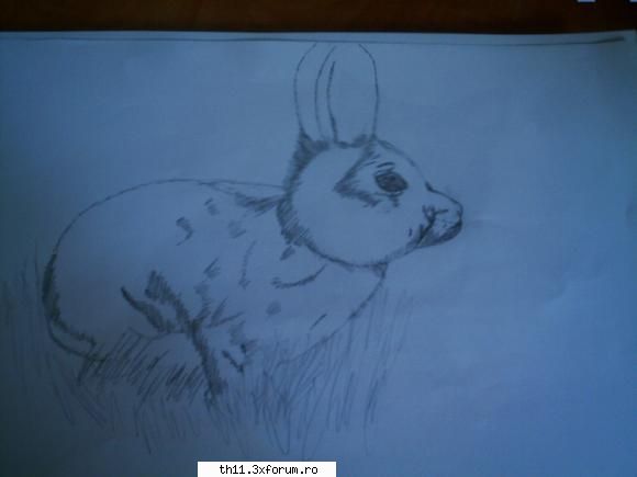 iepuras  :dinti: desene